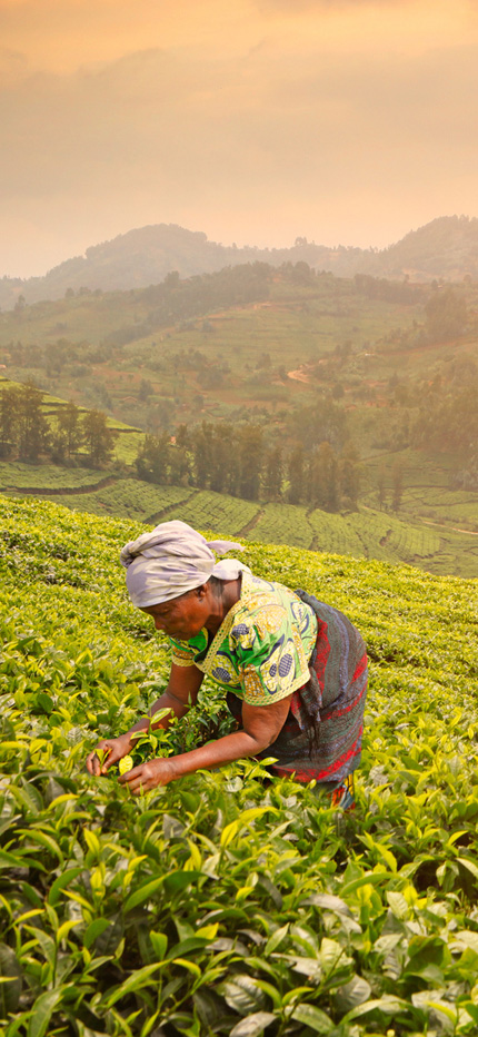 Harvesting for tea in Rwanda