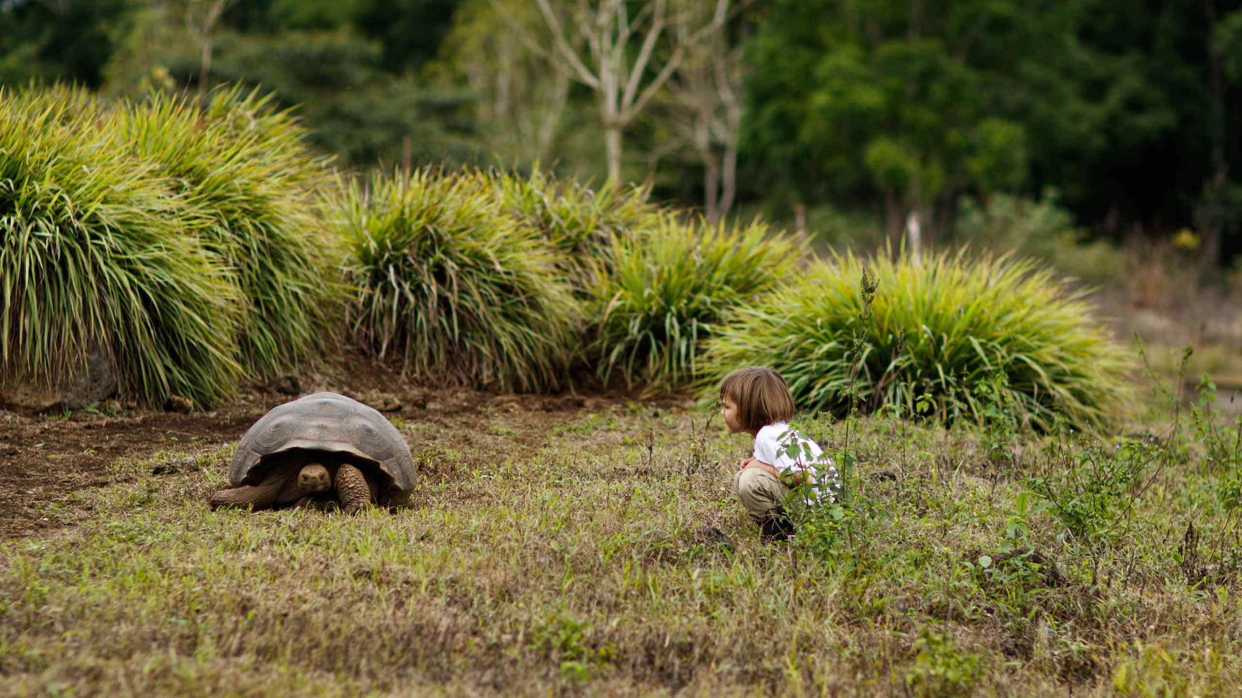 Giant Tortoise on Santa Cruz island in Galapagos