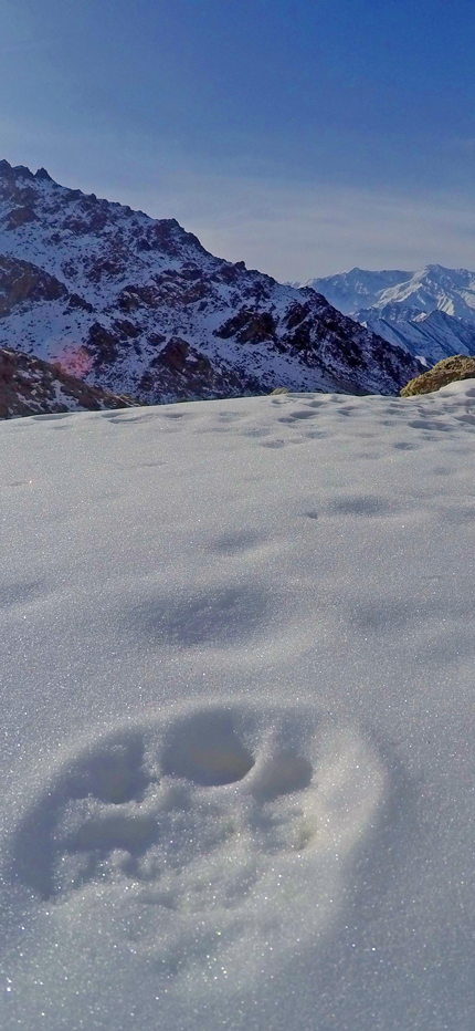 Snow leopard tracks in Ladakh, India