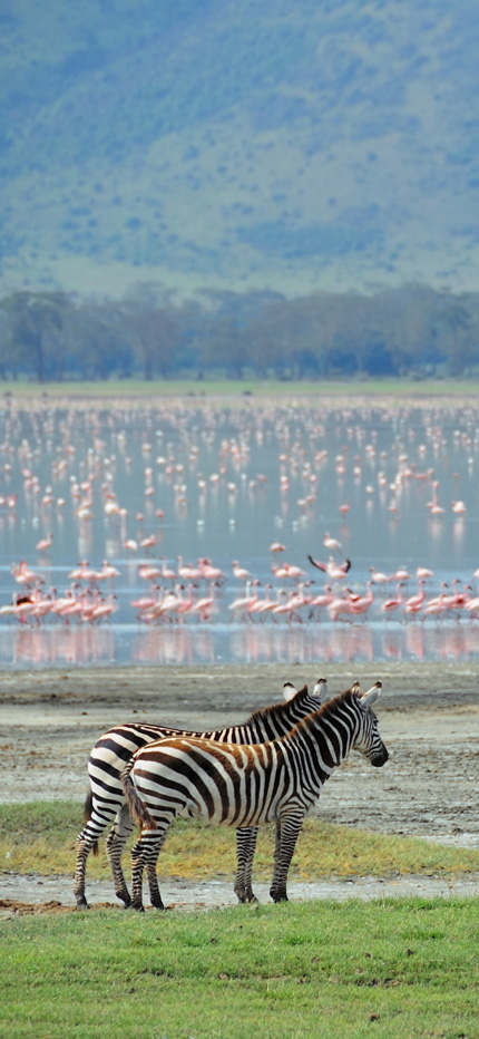 Ngorongoro Crater in Tanzania with zebra and flamingo