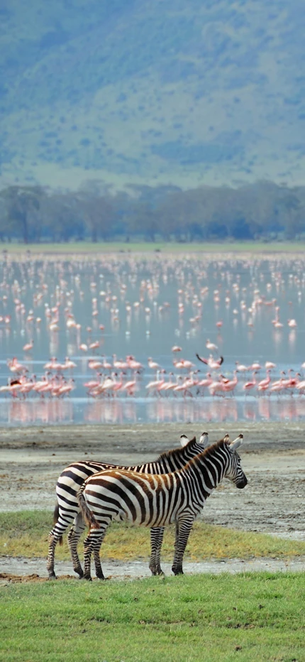 Ngorongoro Crater in Tanzania with zebra and flamingo