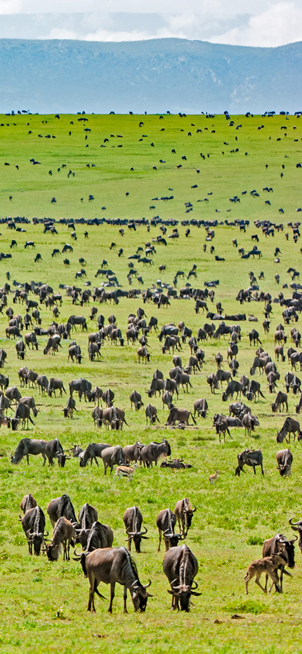 Wildebeest grazing in Tanzania