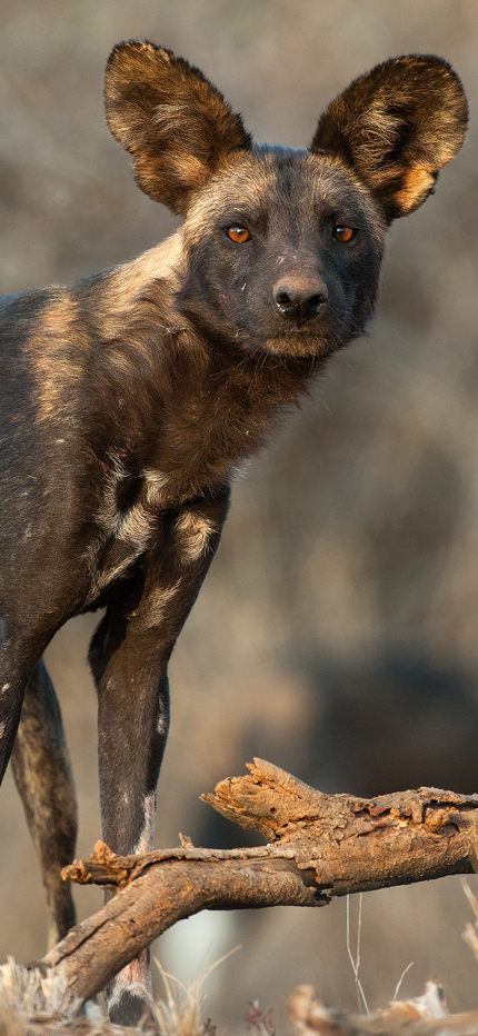 african wild dog in Zimbabwe