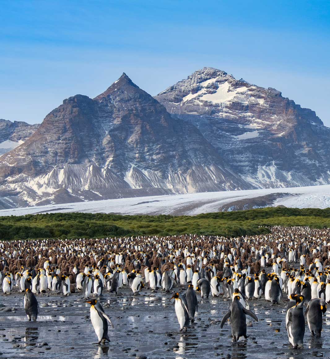 King penguins in South Georgia in Antarctica