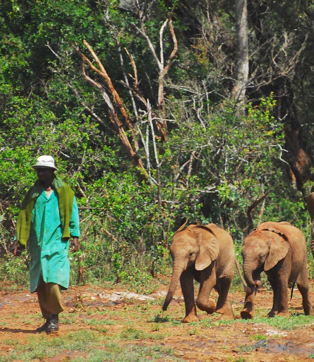 Baby elephants in Sheldrick Wildlife Trust in Kenya
