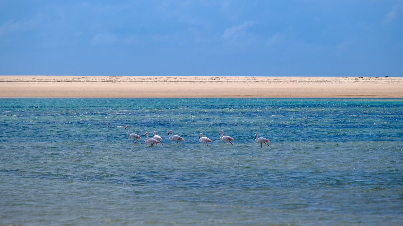 Flamingos in Bazaruto Archipelago in Mozambique