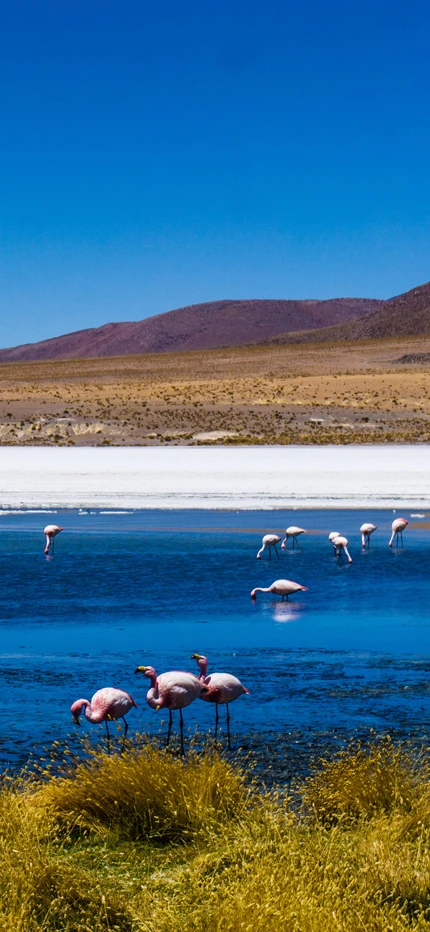 Flamingos by a blue lagoon in Bolivia