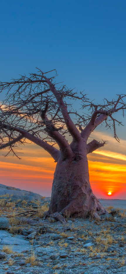 Baobab tree at sunset in Botswana