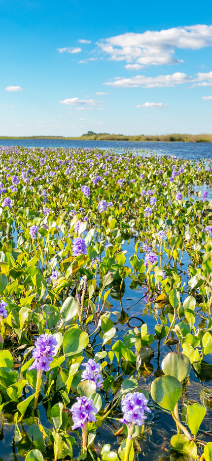 Camalotes in Ibera Wetlands in Argentina