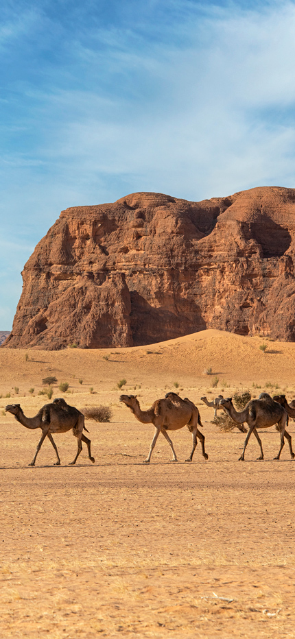 Small group journey in Chad camel trekking
