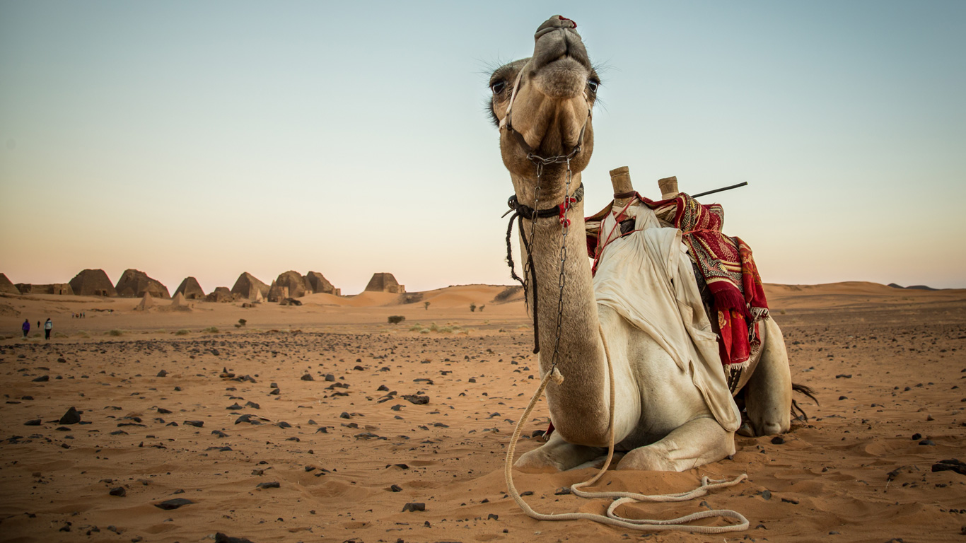 Camel in Meroe desert in Sudan