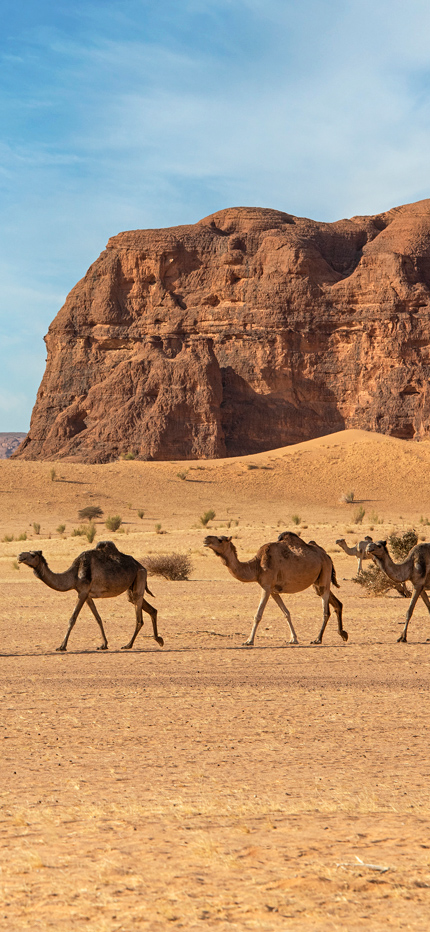 Camel train in the Ennedi in Chad