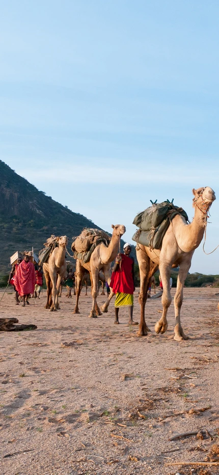 Camel trekking in Kenya