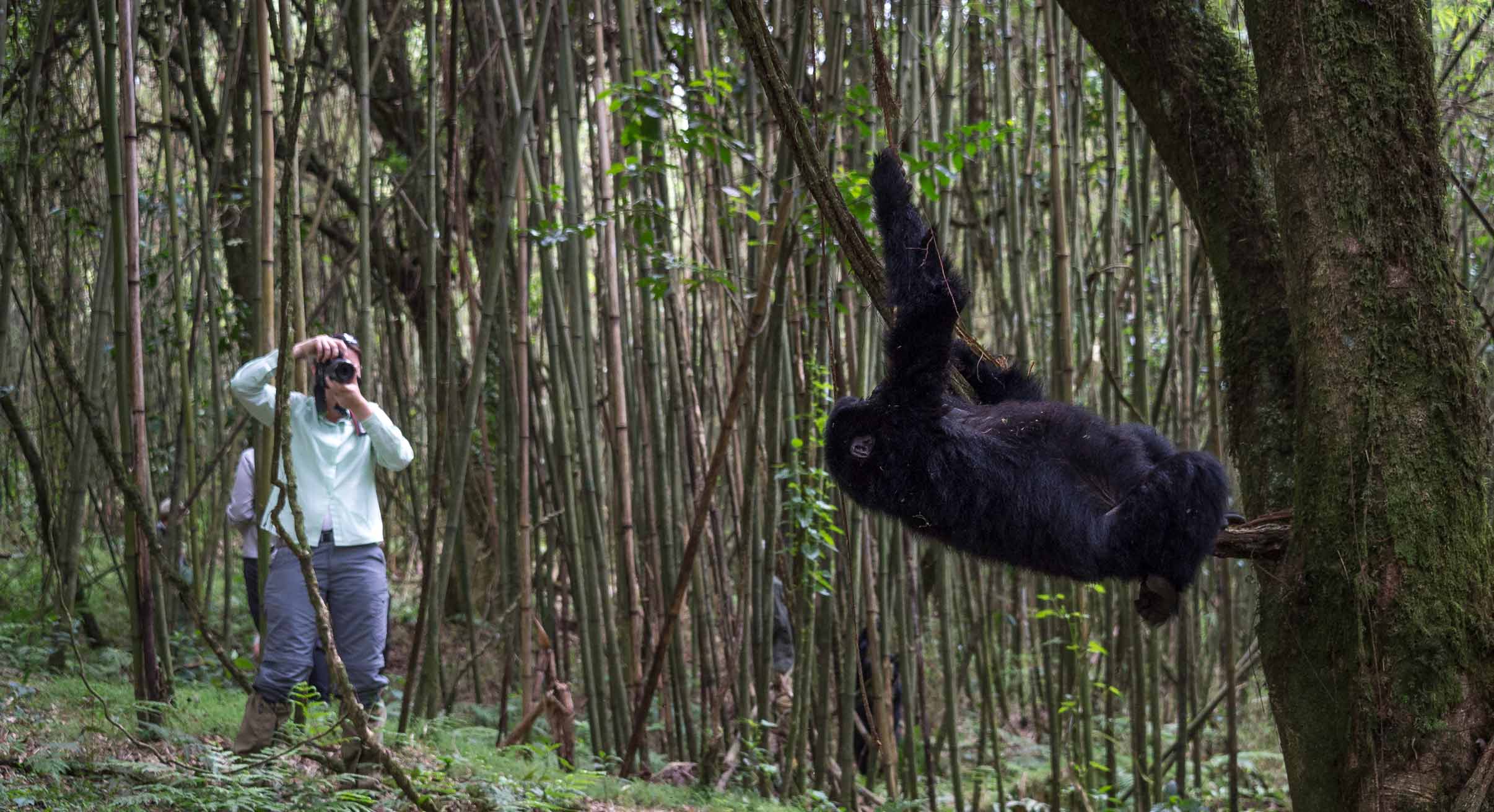 Capturing mountain gorilla swinging from tree on camera in Rwanda