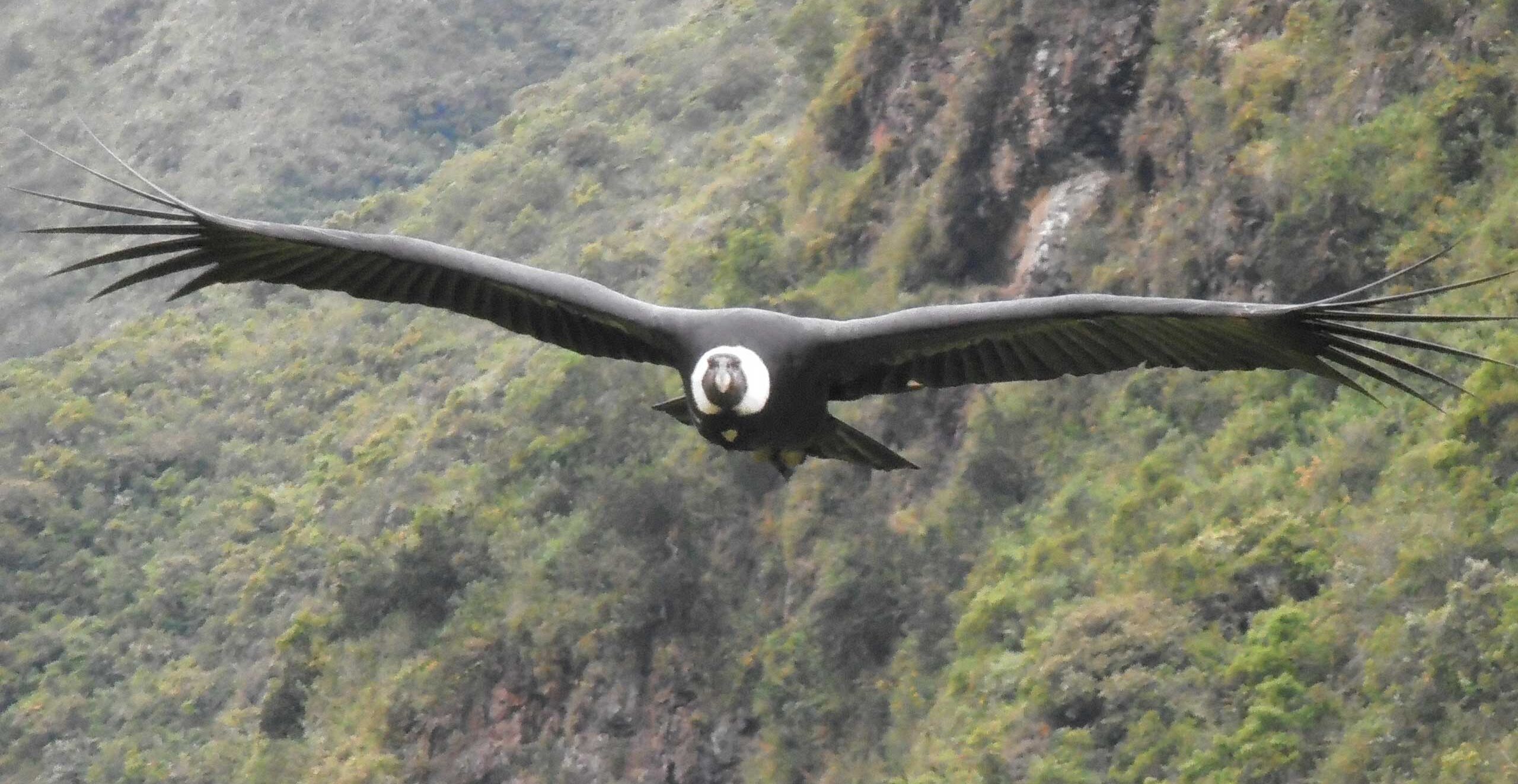 Condor flying in Zuleta in Ecuador