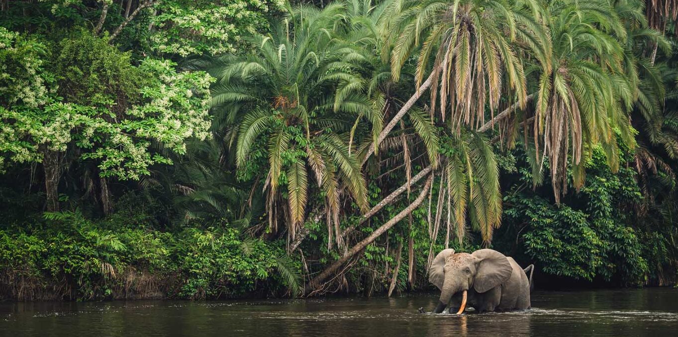 Elephant wading in river in Republic of Congo