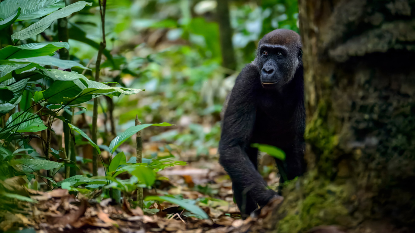 Gorilla in Odzala National Park in Republic of Congo