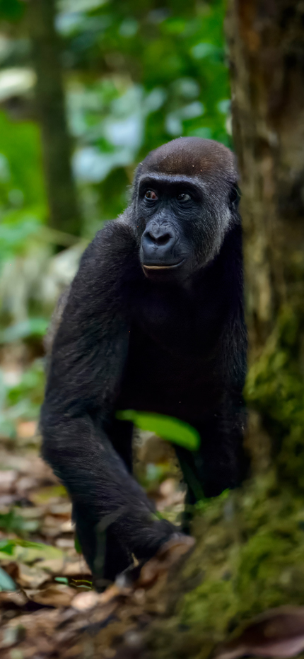 Gorilla in Odzala National Park in Republic of Congo