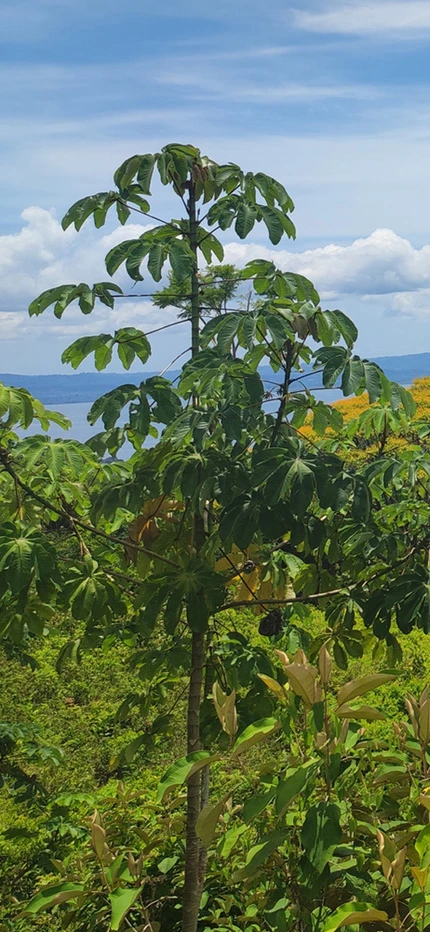 Golfo Dolce in Costa Rica