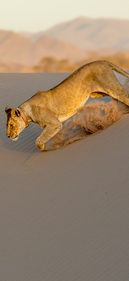Desert adapted lion in Namibia