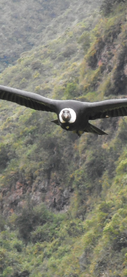 Condor flying in Ecuador