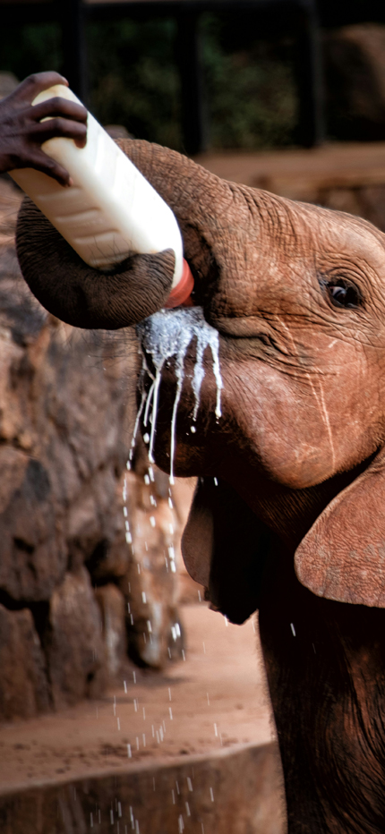 Bottle feeding at elephant orphanage at Sheldrick Wildlife Trust in Kenya