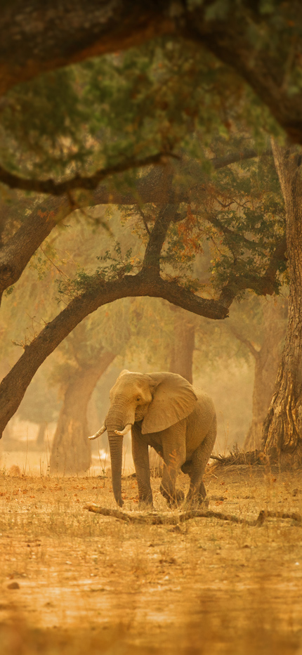 Elephant in Mana Pools National Park in Zimbabwe