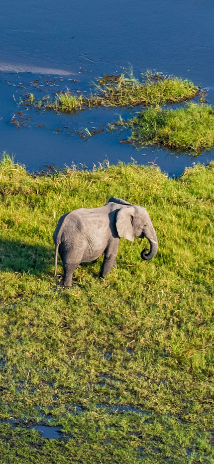 Elephant in Okavango Delta in Botswana