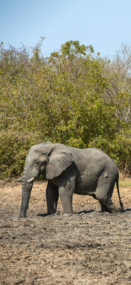 Elephant in Zakouma National Park in Chad