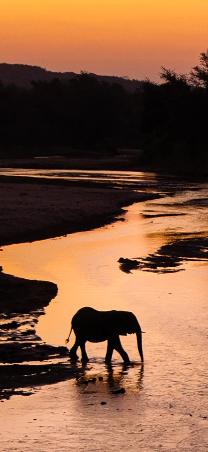 Elephants crossing river in Pafuri in South Africa at sunset