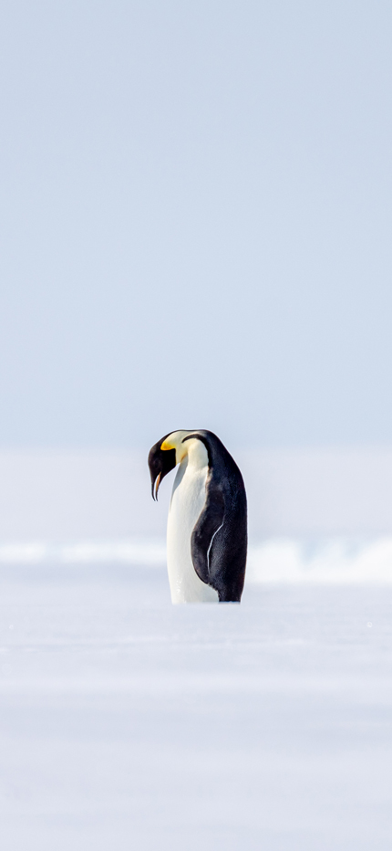 Emperor penguin in Atka Bay, Antarctica