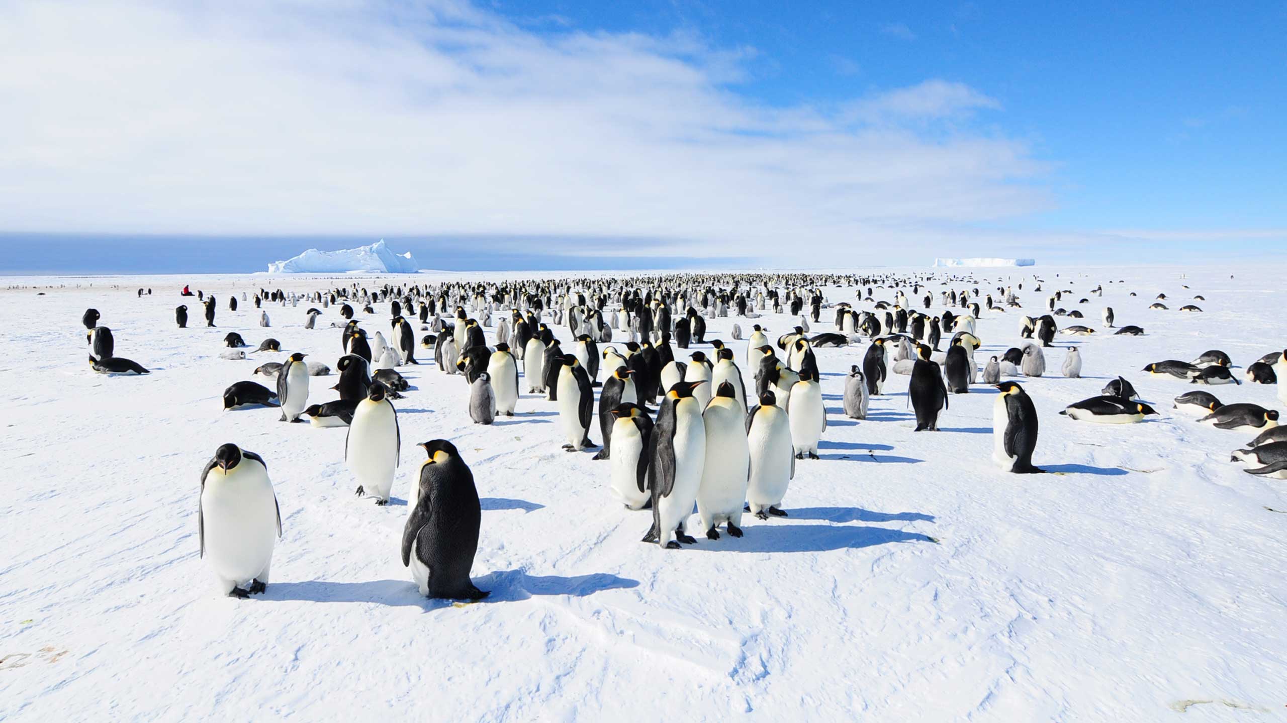 Large group of emperor penguins in Atka Bay, Antarctica