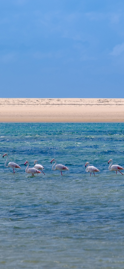 Flamingos in Mozambique
