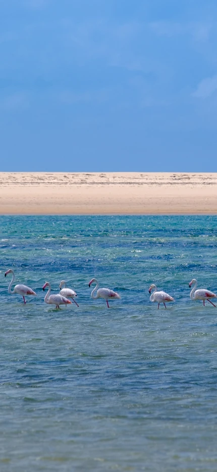 Flamingos in Mozambique