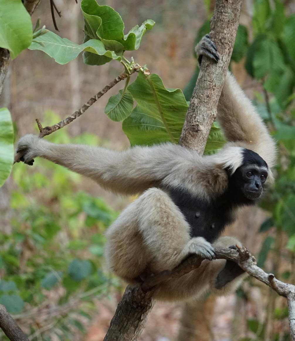 Forest gibbon in Laos