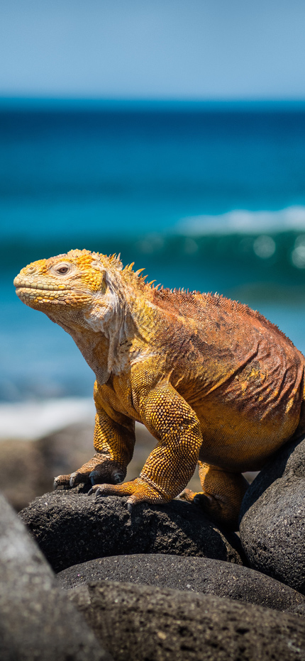 Iguana in the Galapagos Islands