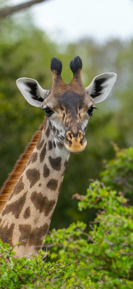 Giraffe in Nyerere National Park in Tanzania