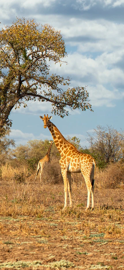 Rare Kordofan giraffe in Zakouma National Park in Chad