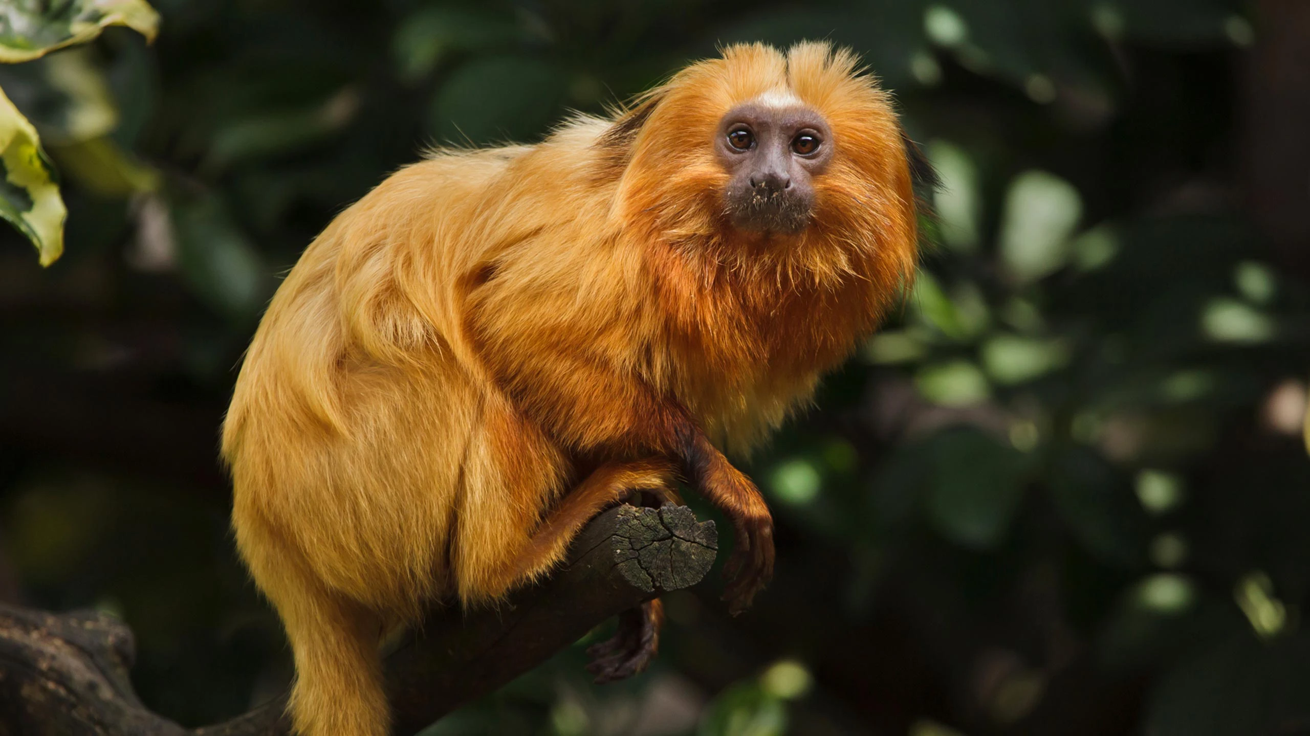 Golden lion tamarin in Brazil