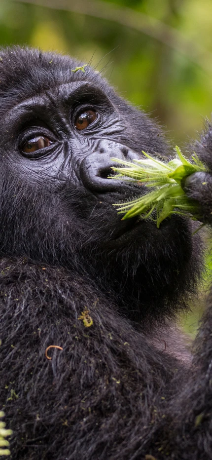Gorilla in Uganda