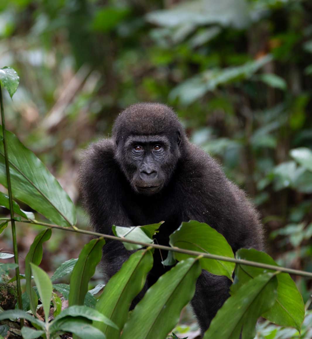 Gorilla tracking in Odzala National Park in Republic of Congo