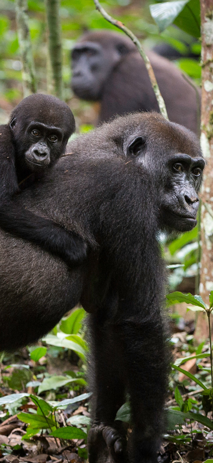 Gorilla tracking in Odzala National Park, Republic of Congo