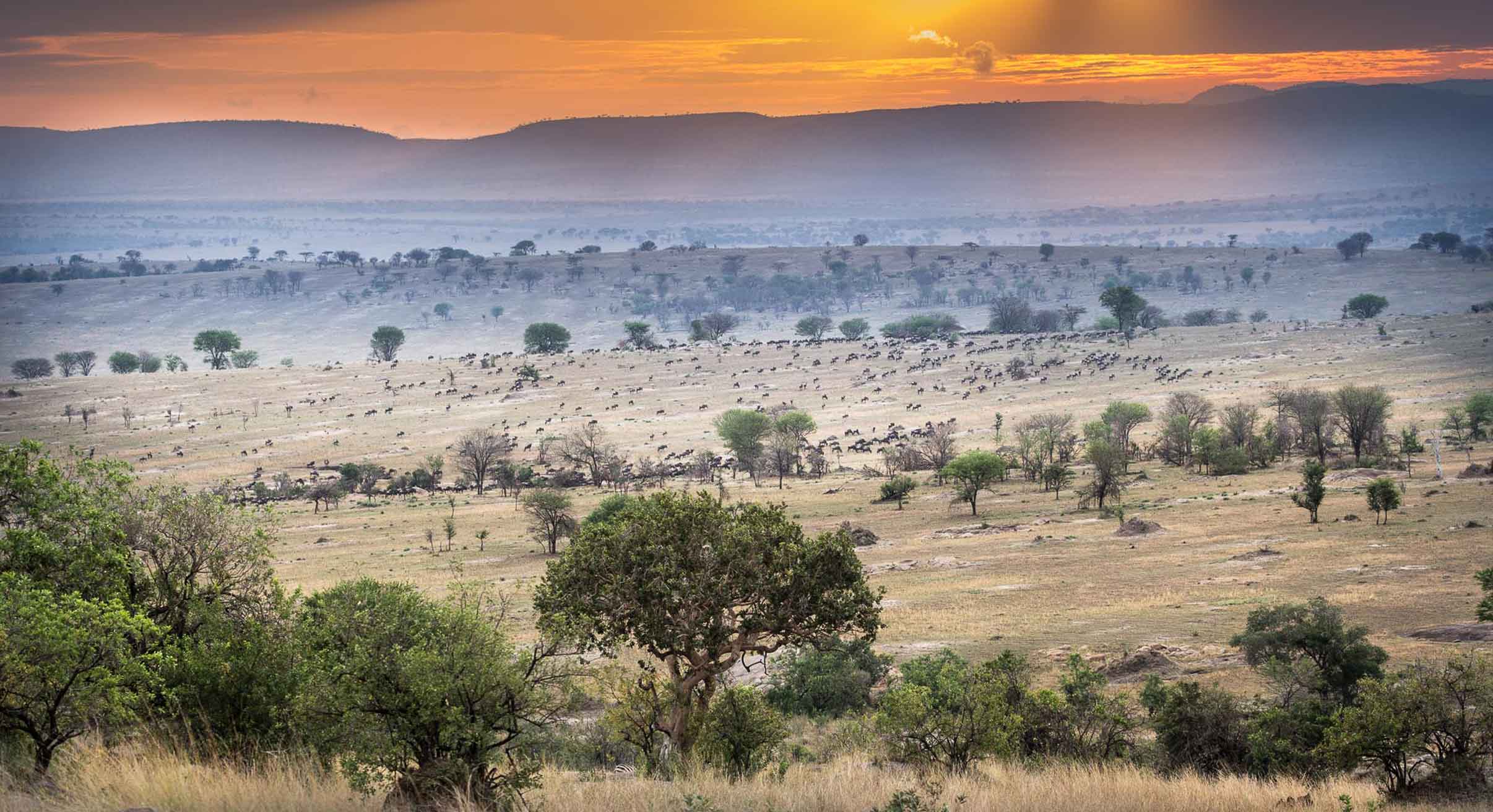View of the Serengeti in Tanzania at sunset during Great Migration