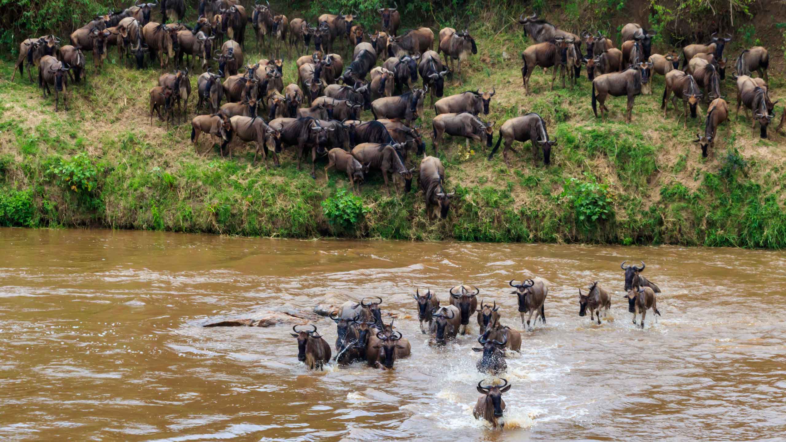 Wildebeest crossing river during Great Migration in Tanzania