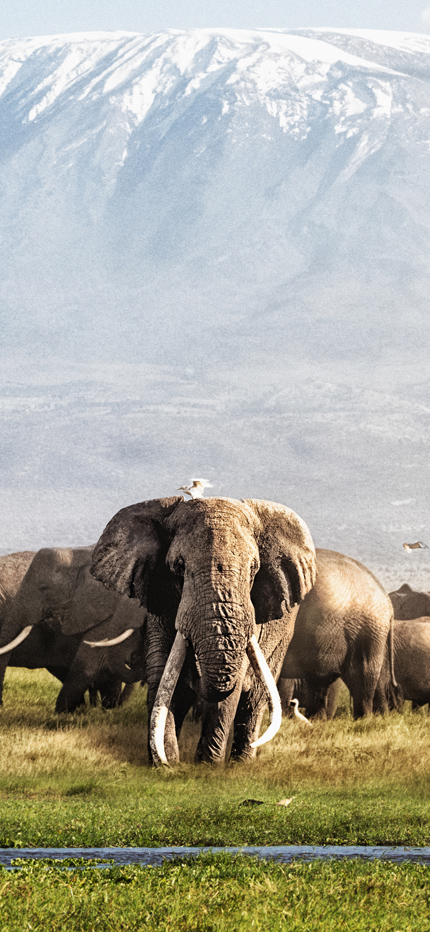 Herd of elephant with view of Mt. Kenya