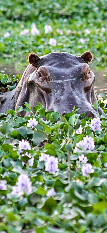 Hippo in Lower Zambezi National Park in Zambia