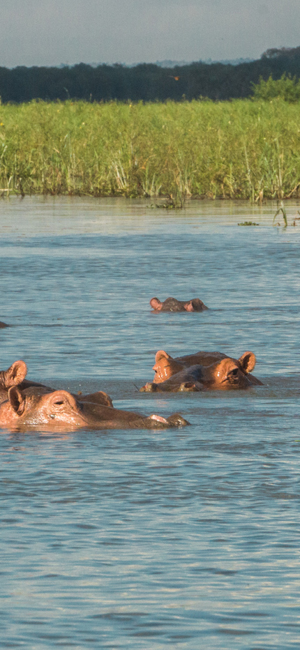 Hippos in Liwonde National Park in Malawi