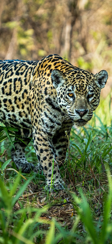 Jaguar safari in Brazil