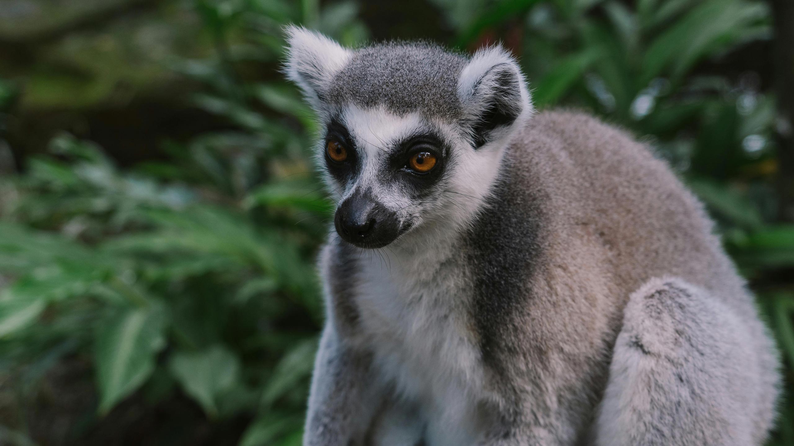Lemur in Madagscar