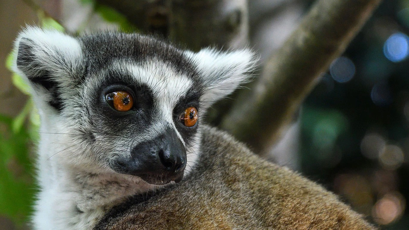 Lemur in Madagascar